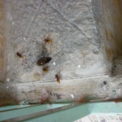 Avejas