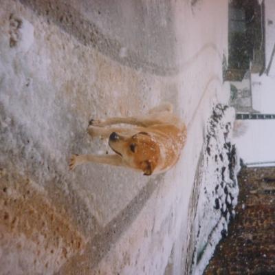 Perro